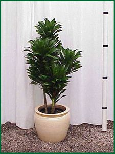 Dracaena Janet Craig Compact 4p 4ft