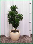 Dracaena Janet Craig Compact 4p 4ft