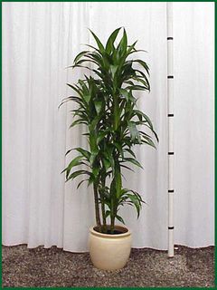 Dracaena Lisa 6ft 10 in pot