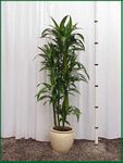Dracaena Lisa 6ft 10 in pot