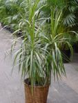 Dracaena Marginata 8 inches pot