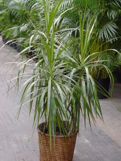 Dracaena Marginata 8 inches pot