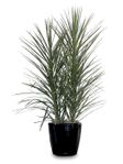 Dracaena Marginata plants 8in pot 