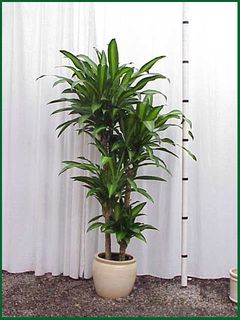 Dracaena Massangeana CB4p 6 ft