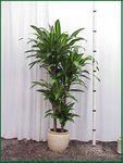 Dracaena Massangeana CB4p 6 ft