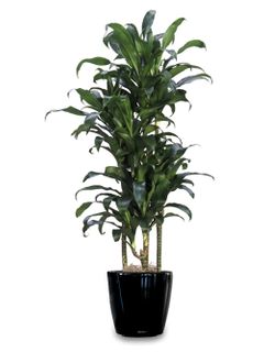 Dracaena Michiko Cane