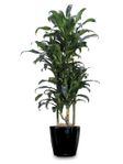 Dracaena Michiko Cane