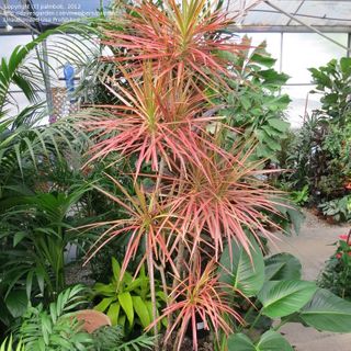 Dracaena Tarzan Tree