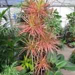 Dracaena Tarzan Tree