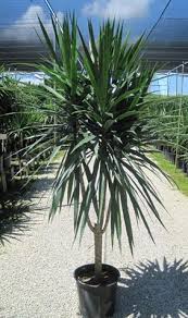 Dracaena Tazan Tree Form 10in pot 