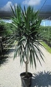 Dracaena Tazan Tree Form 10in pot 