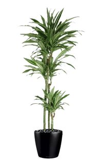 Dracaena-Warneckii Cane 10pot Plants