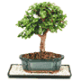 Dwarf Jade Bonsai 