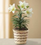 Easter Lily Plant