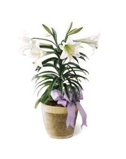 Easter Lily Plant
