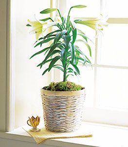 Easter Lily Plant