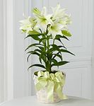 Easter Lily Plant Easter Lily Plant