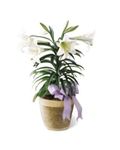 Easter Lily Plant Easter Lily Plant