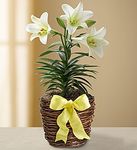 Easter Sentiments Lily Plant Easter Sentiments Lily Plant