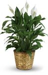 Elegant Spathiphyllum plant Elegant Spathiphyllum plant