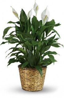 Elegant Spathiphyllum plant