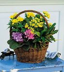 European Basket Get well