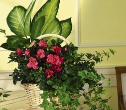 European Dish Garden lg