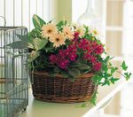 European Garden Basket European Garden Basket