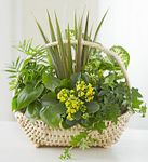 European Sympathy Dish Garden European Sympathy Dish Garden