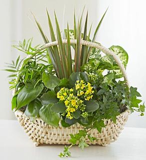 European Sympathy Dish Garden