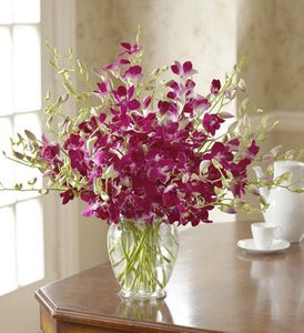 Exotic Breeze Orchids 