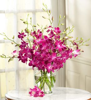 Exotic Breeze Orchids 