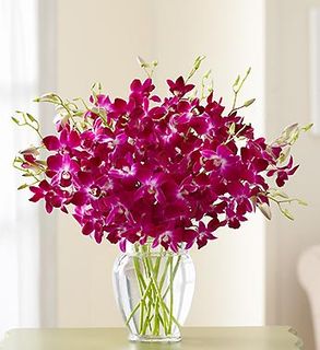 Exotic Breeze Orchids