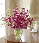 Exotic Breeze Orchids