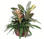 Exotic Croton Plant