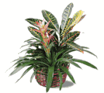 Exotic Croton Plant Exotic Croton Plant