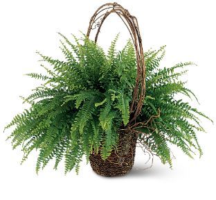 Faithful Fern
