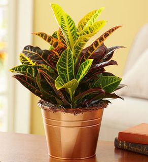 Fall Croton Plant 