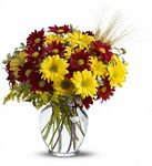 Fall for Daisies Flowers Fall for Daisies Flowers