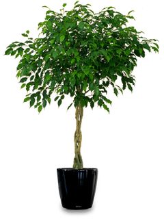 Ficus Benjamina Braid Tree