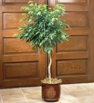 Ficus Floor Plant