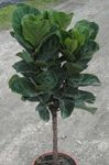 ficus-pandurata- tall Plant