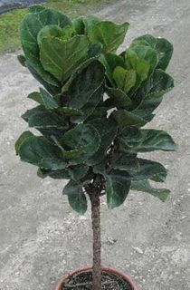 ficus-pandurata- tall Plant