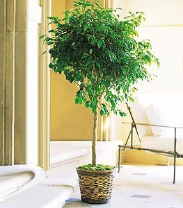 Ficus Tree