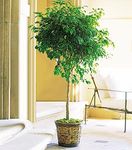 Ficus Tree Ficus Tree