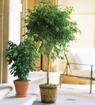 Ficus Tree Plants Ficus Tree Plants