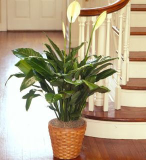 Floor Plant 