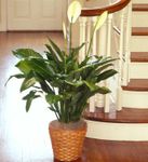 Floor Plant  Floor Plant