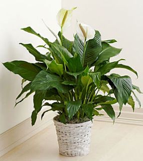 Peace lily Plant 