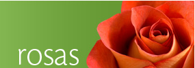 Florist designed Choice